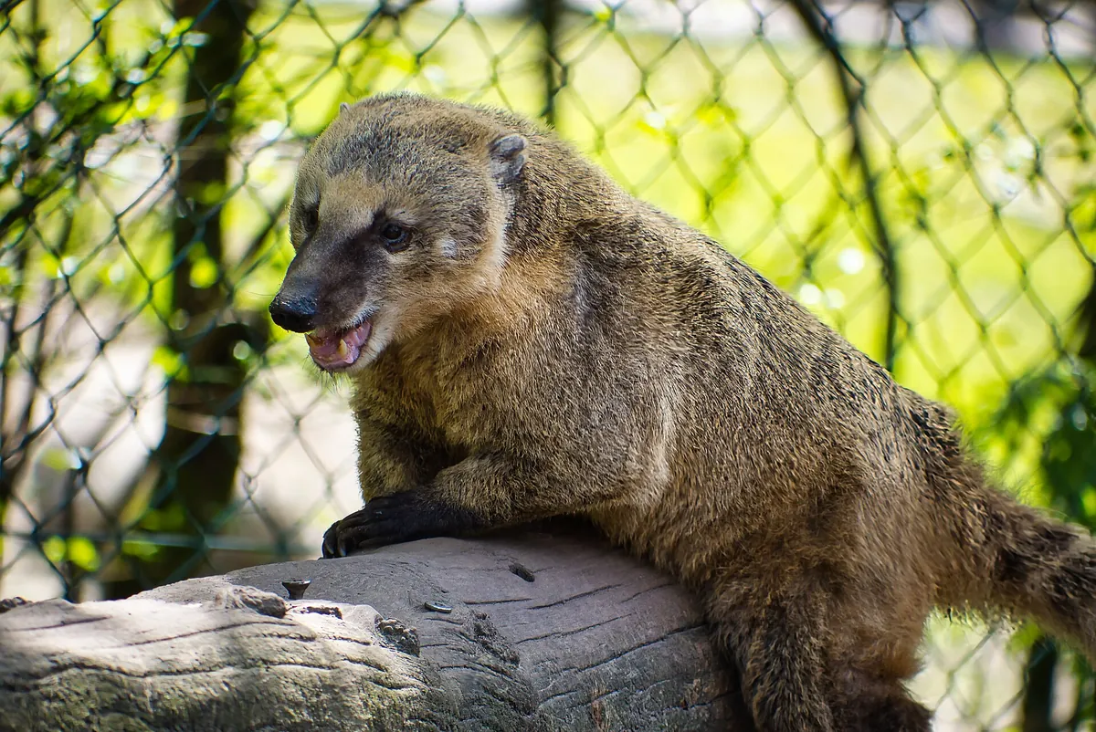 Raritätenzoo Ebbs