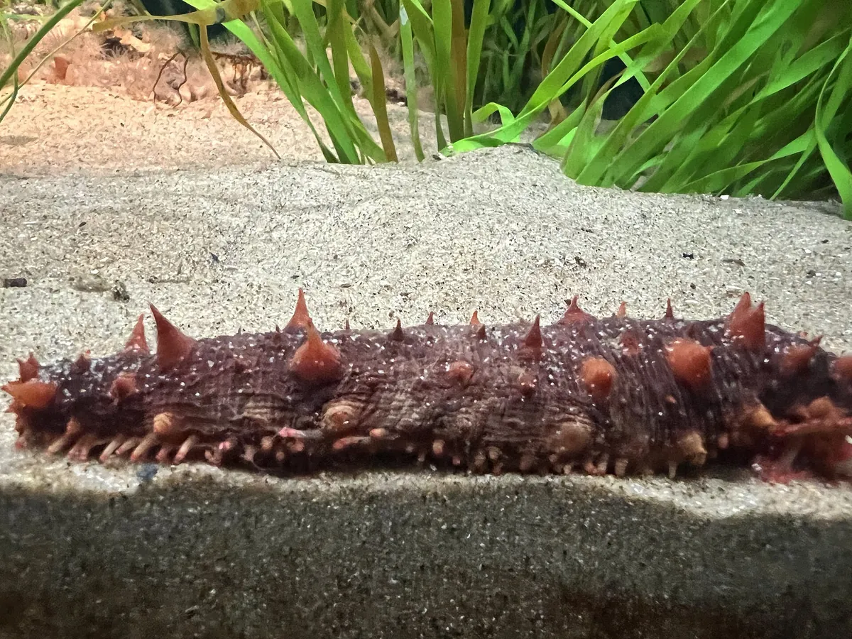 Steinhart Aquarium