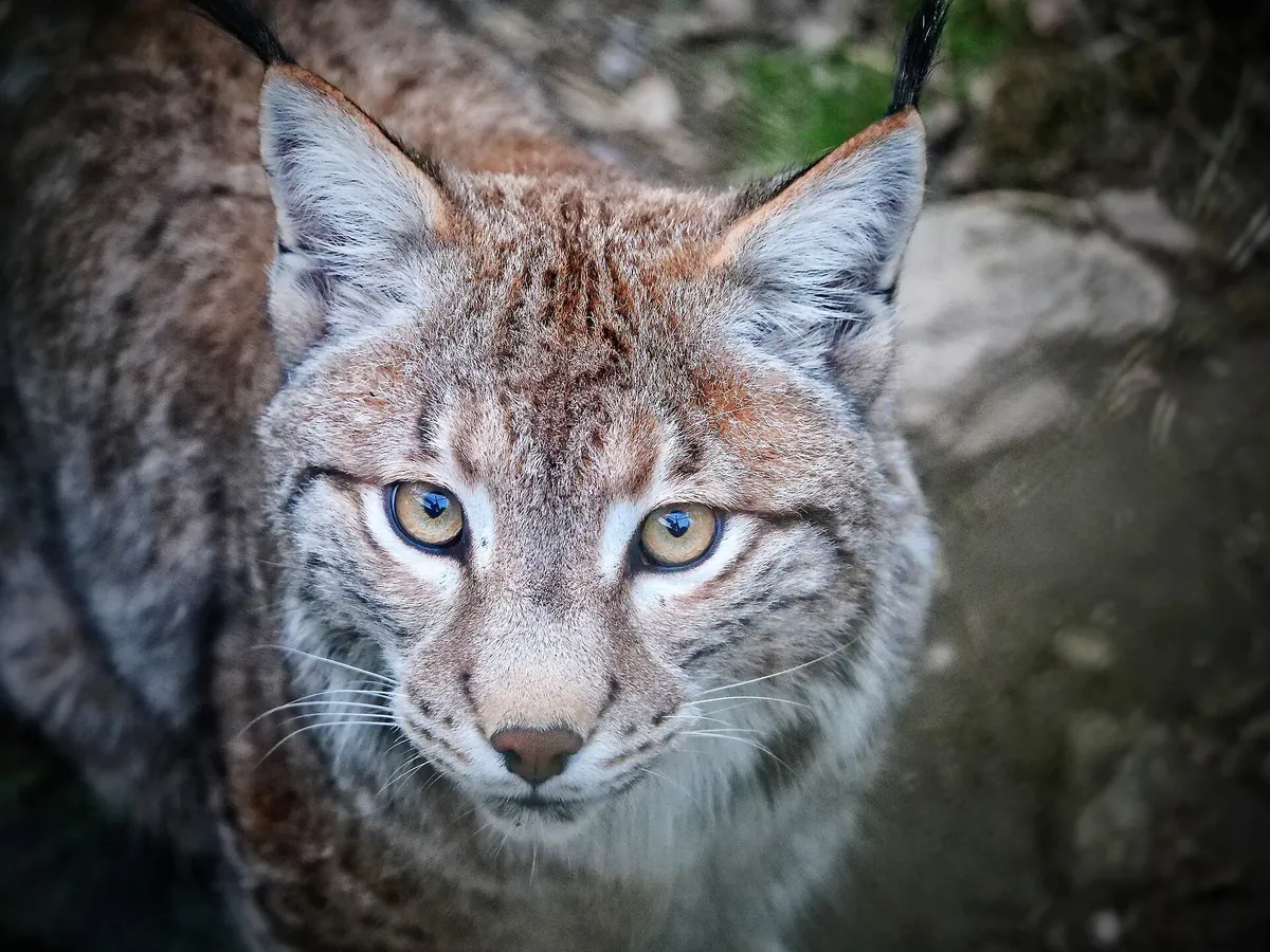 Schwarzwaldzoo Waldkirch