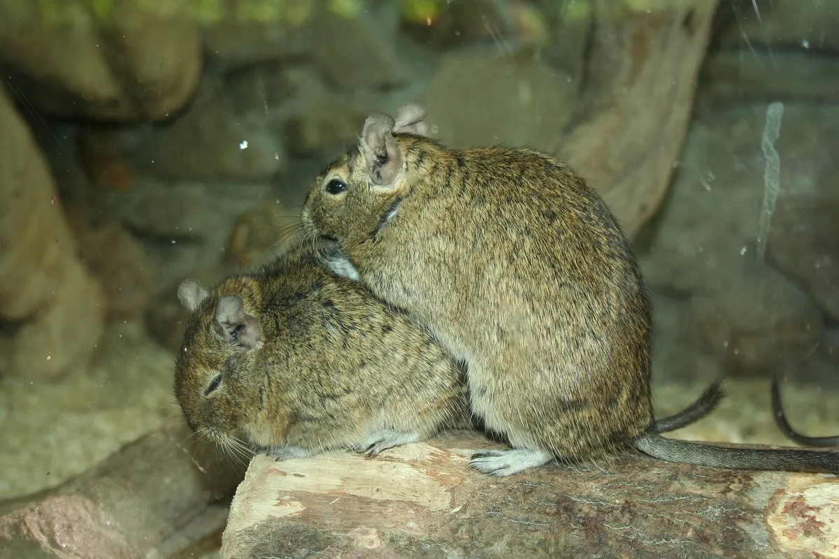 Tierpark Hamm