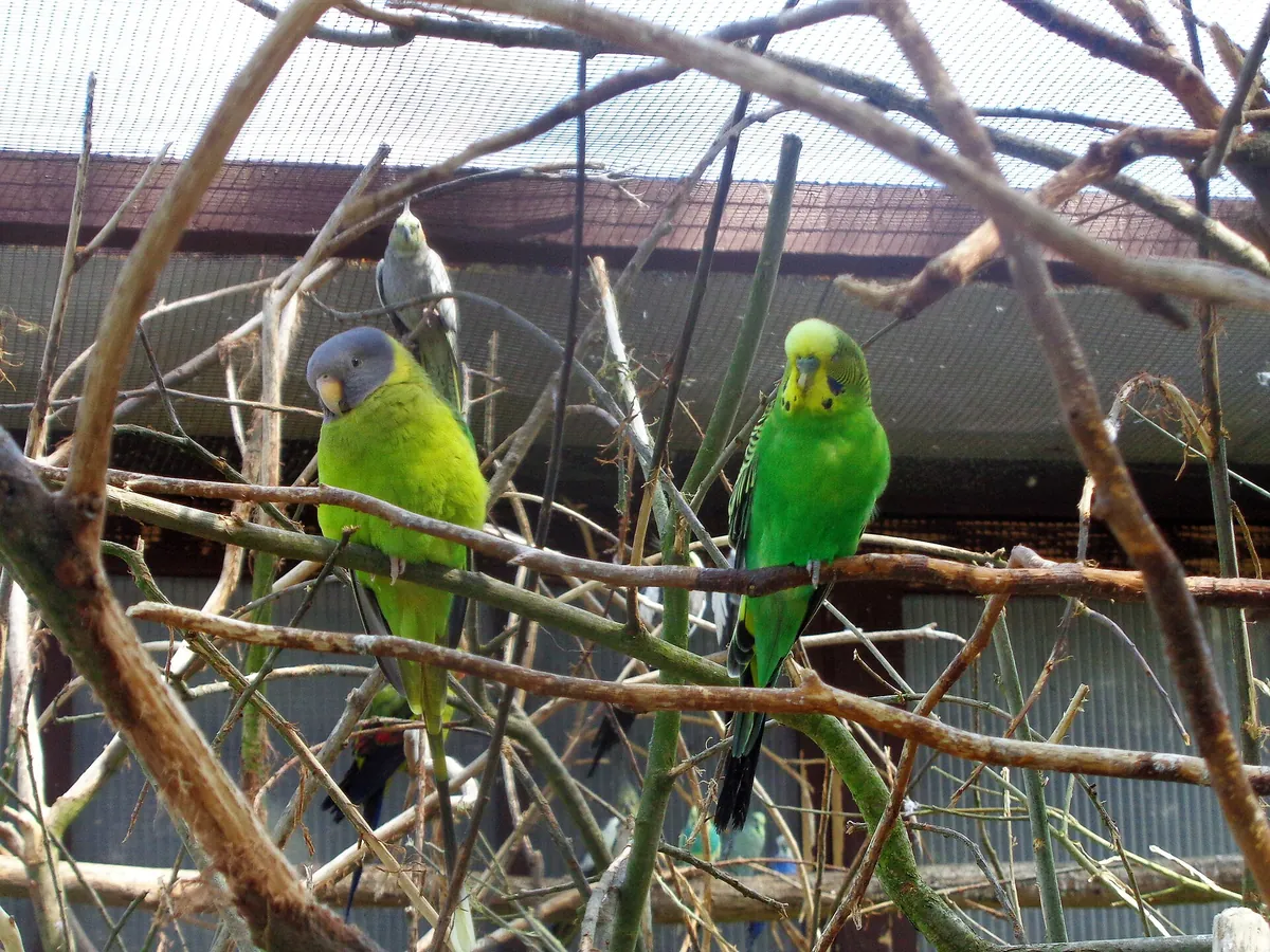 Vogelpark Niendorf