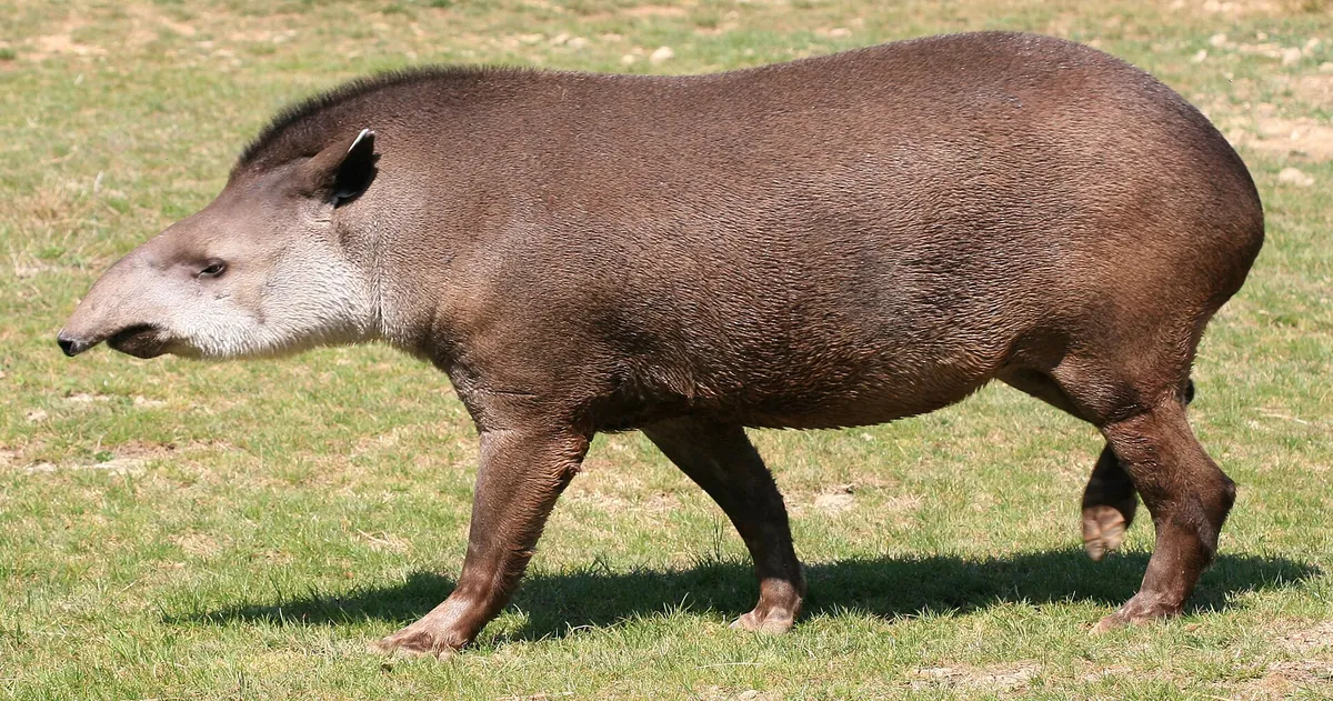 Zoo Safari