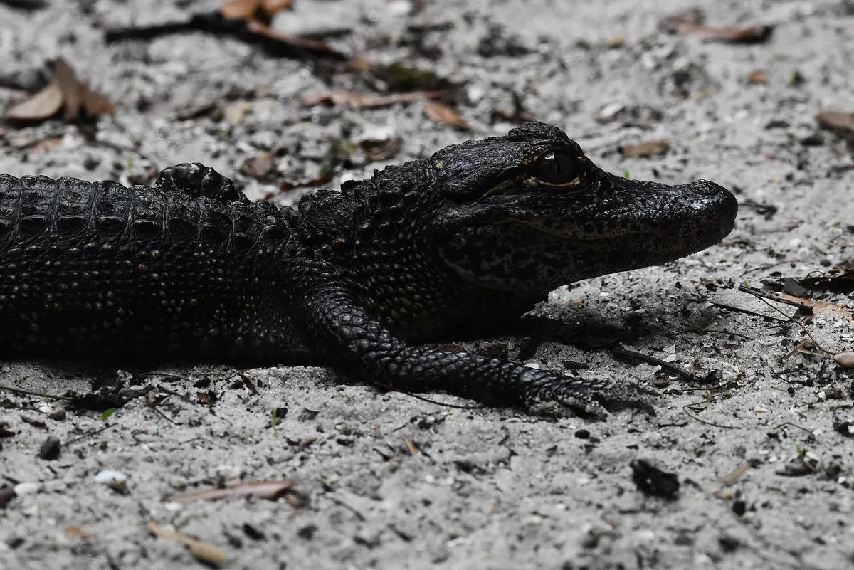 St. Augustine Alligator Farm