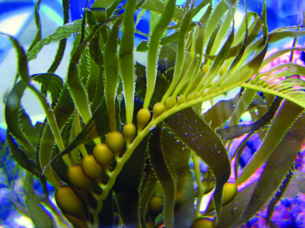 Heal the Bay Aquarium