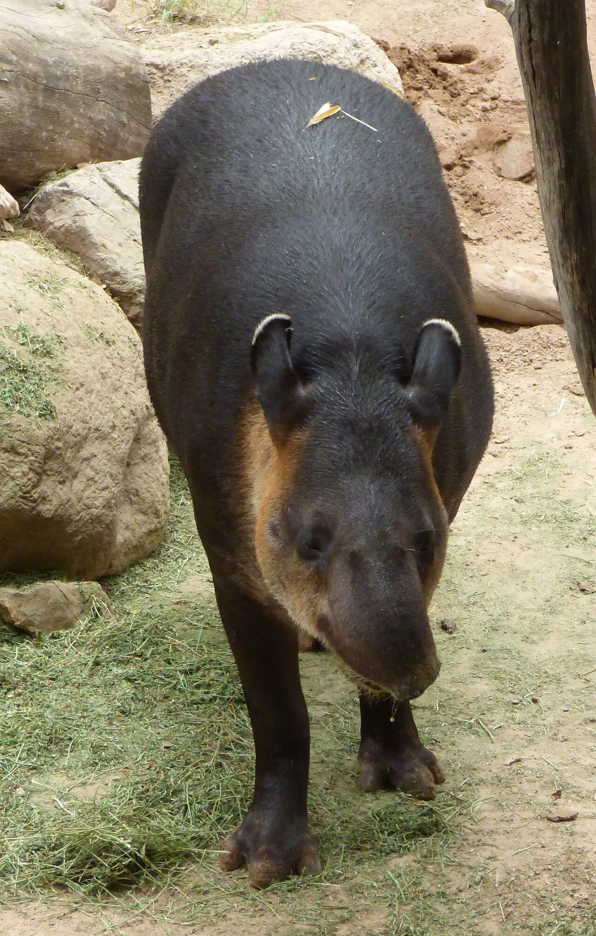 Reid Park Zoo