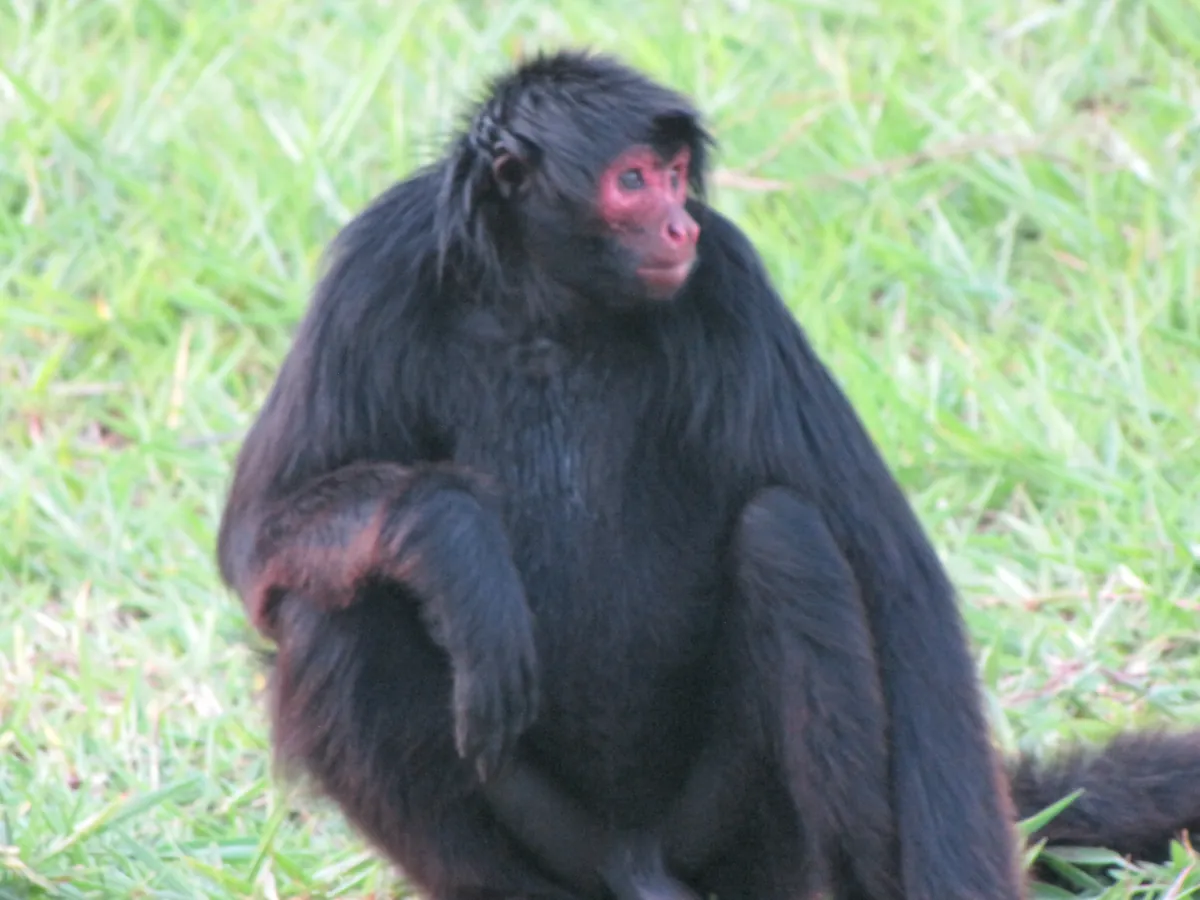 Zoológico do CIGS
