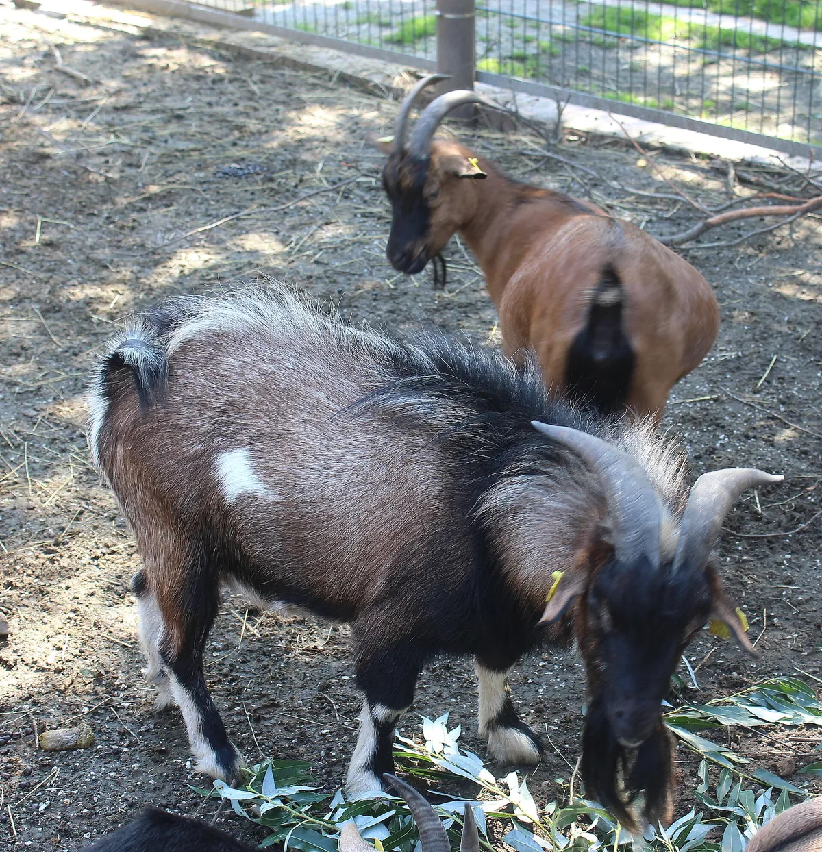 Tierpark Bad Kösen