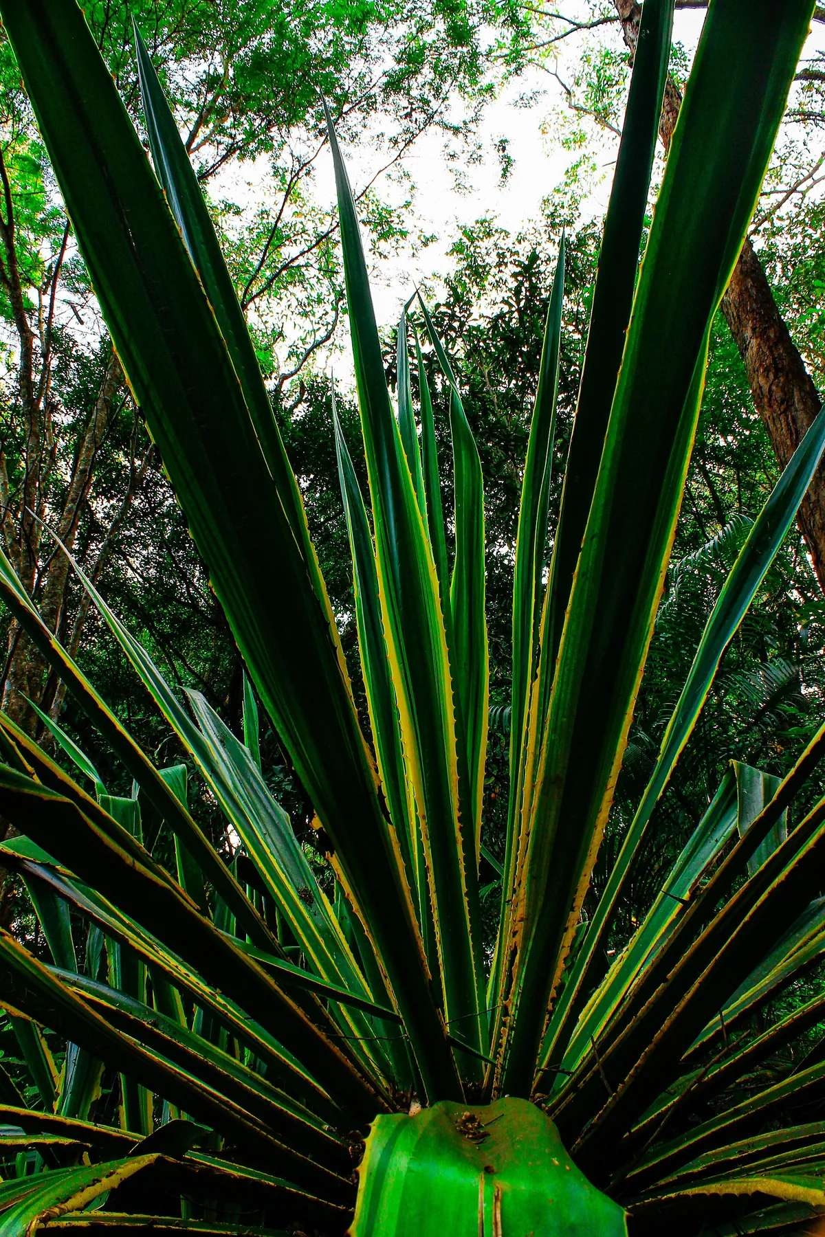 Parque Ecológico de São Carlos