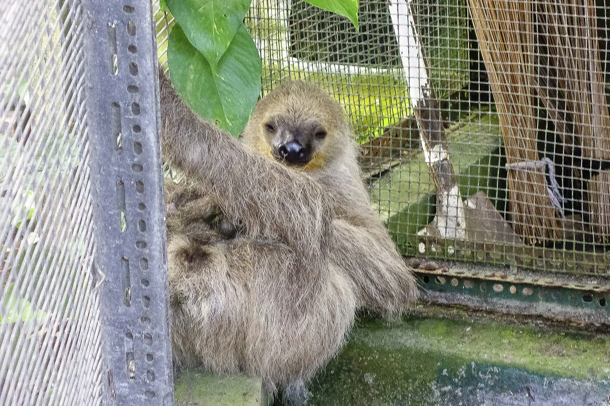Guyana Zoo