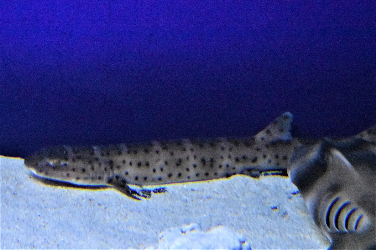 Aqua World