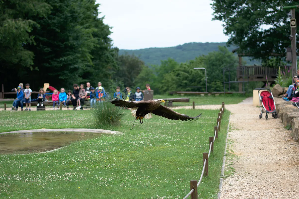 Zoofalknerei Neunkirchen