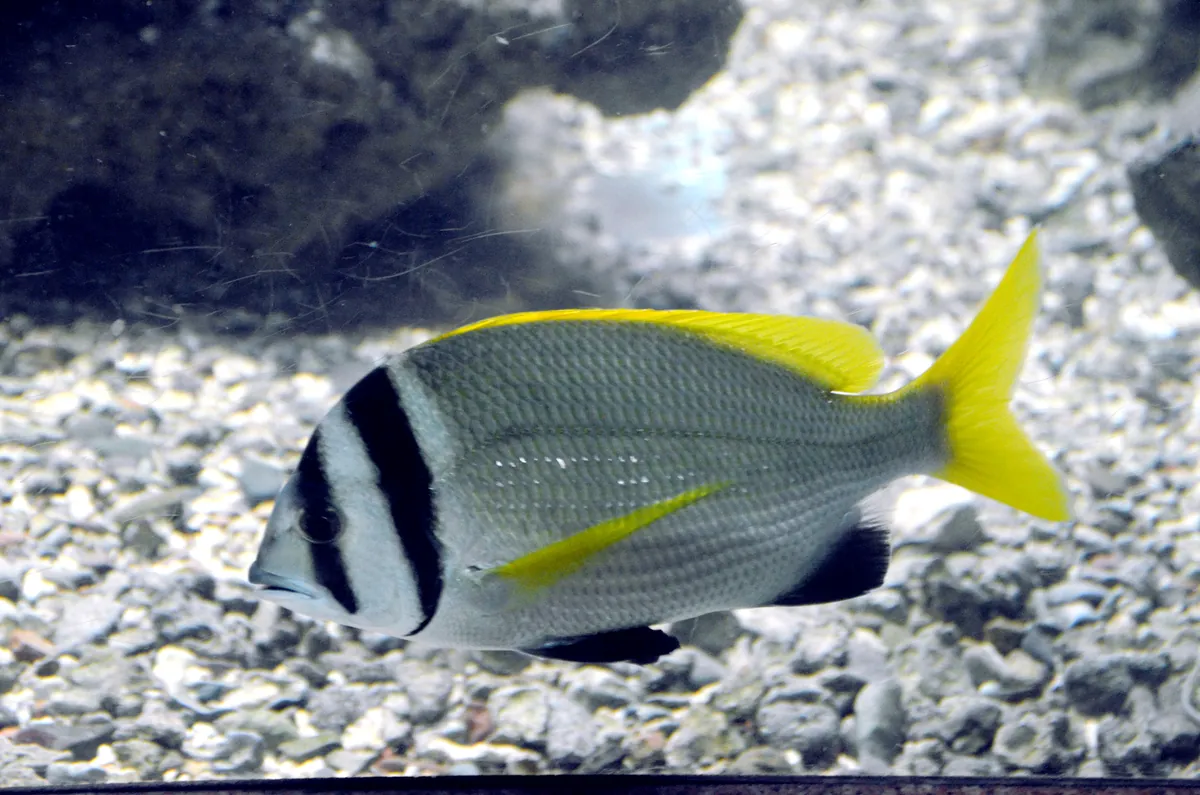 Red Sea Aquarium