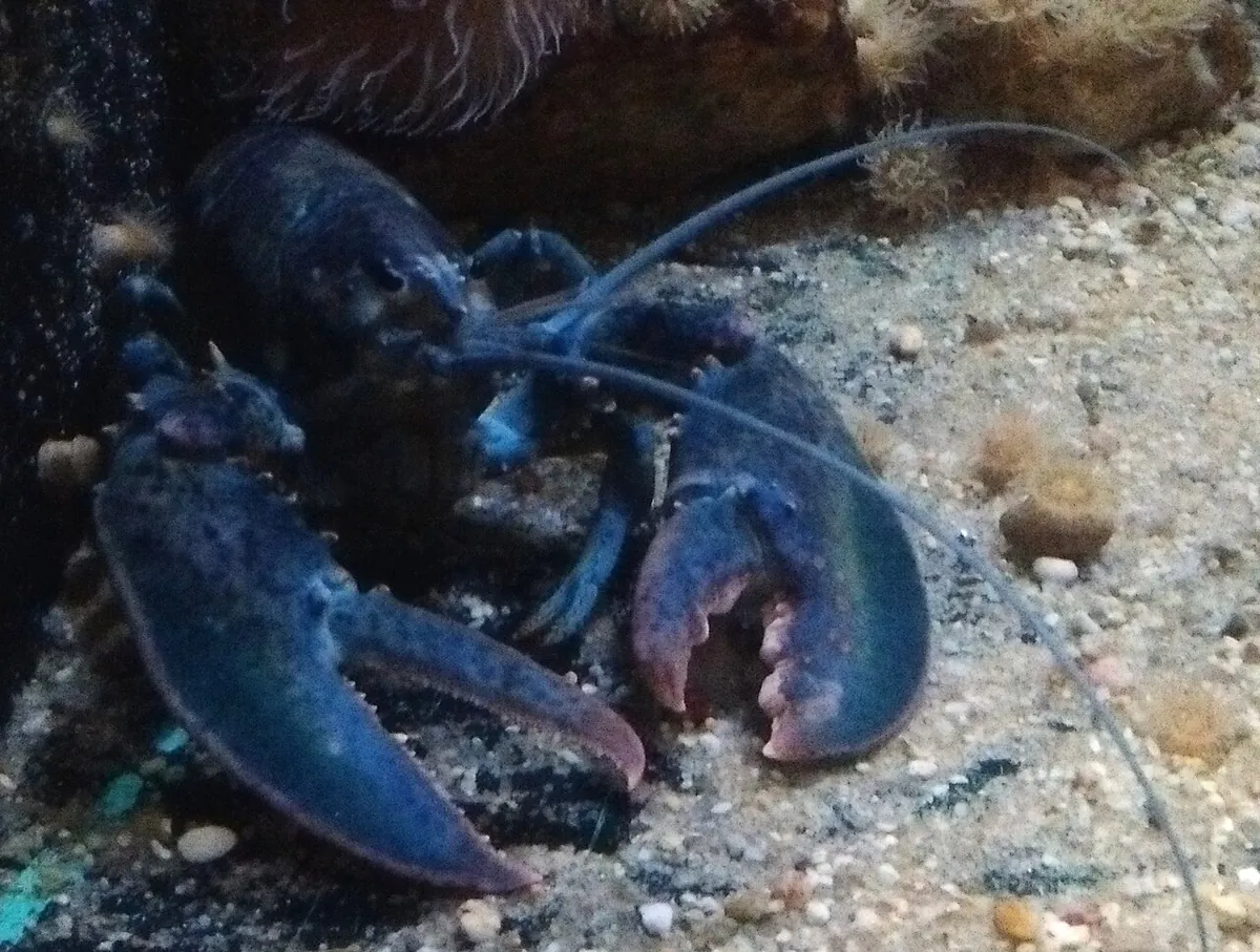 Woods Hole Science Aquarium