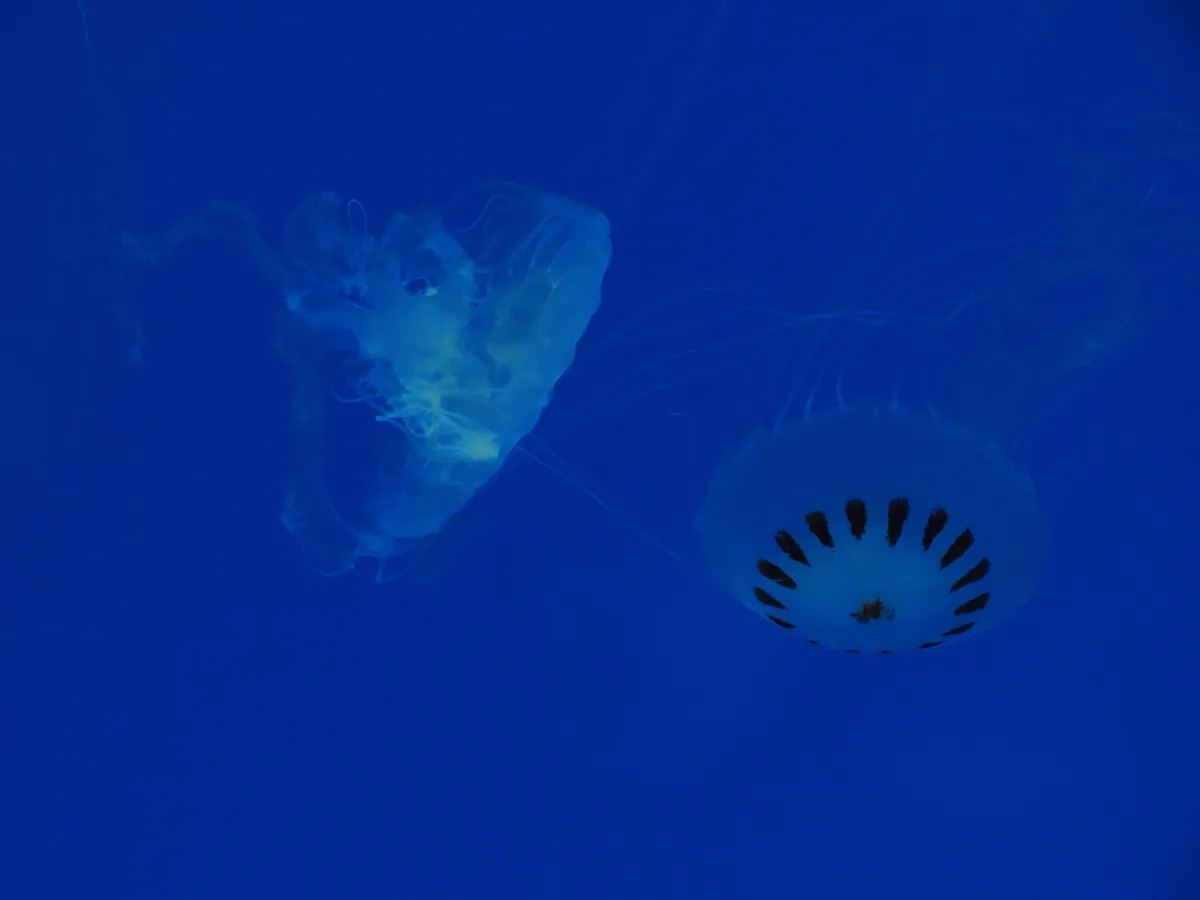 Aquarium of Veracruz