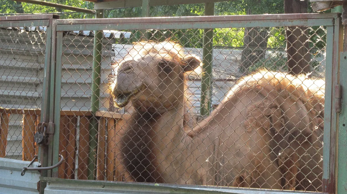Perm Zoo