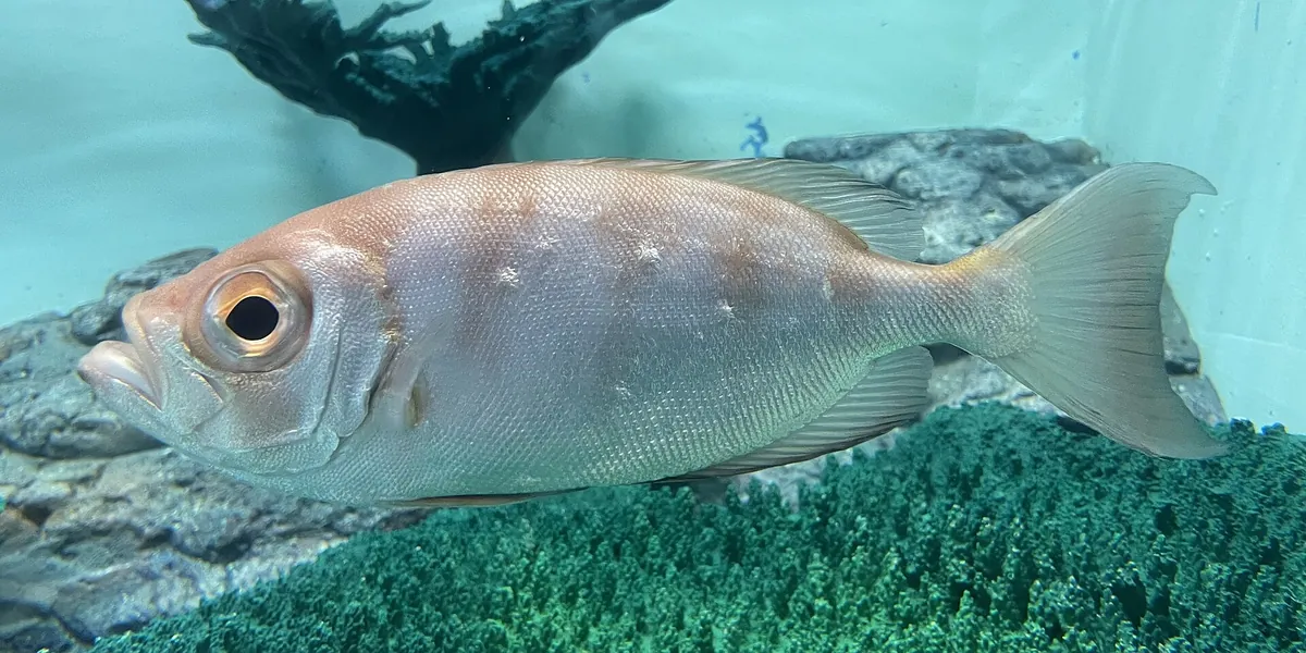Hekinan Seaside Aquarium
