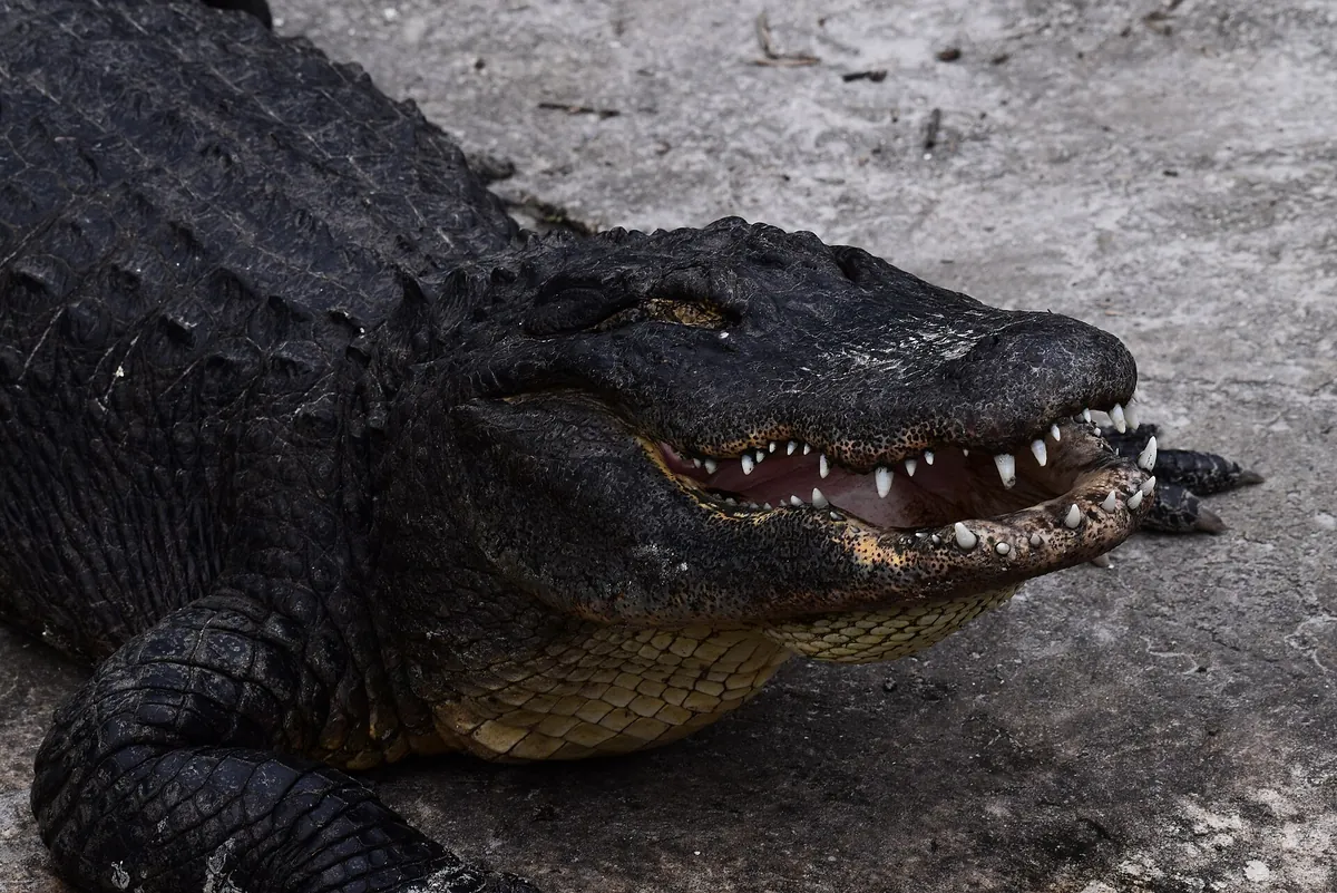 St. Augustine Alligator Farm
