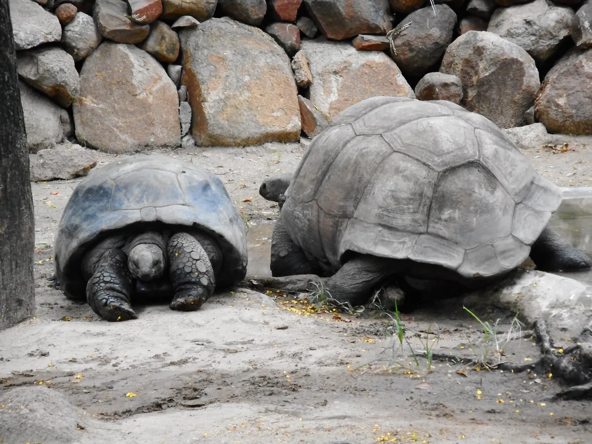Nehru Zoological Park