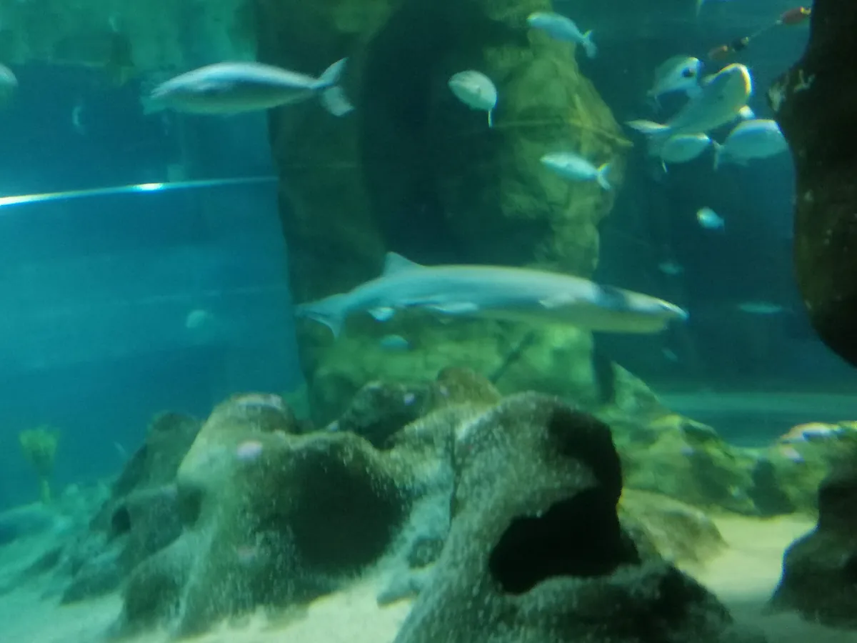 National Aquarium of New Zealand
