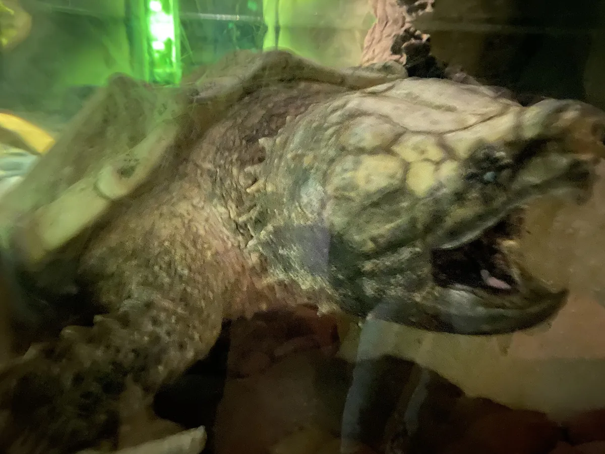 Australian Reptile Park