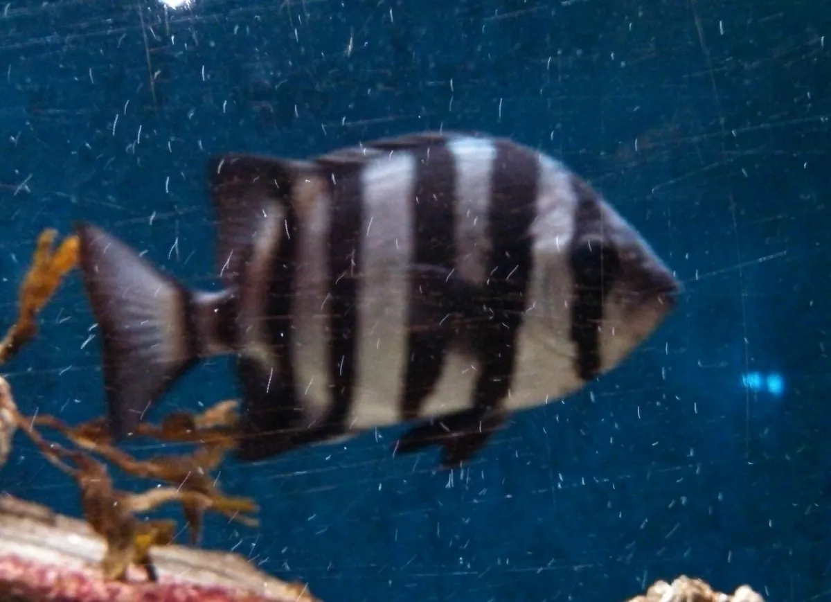 Seaside Aquarium
