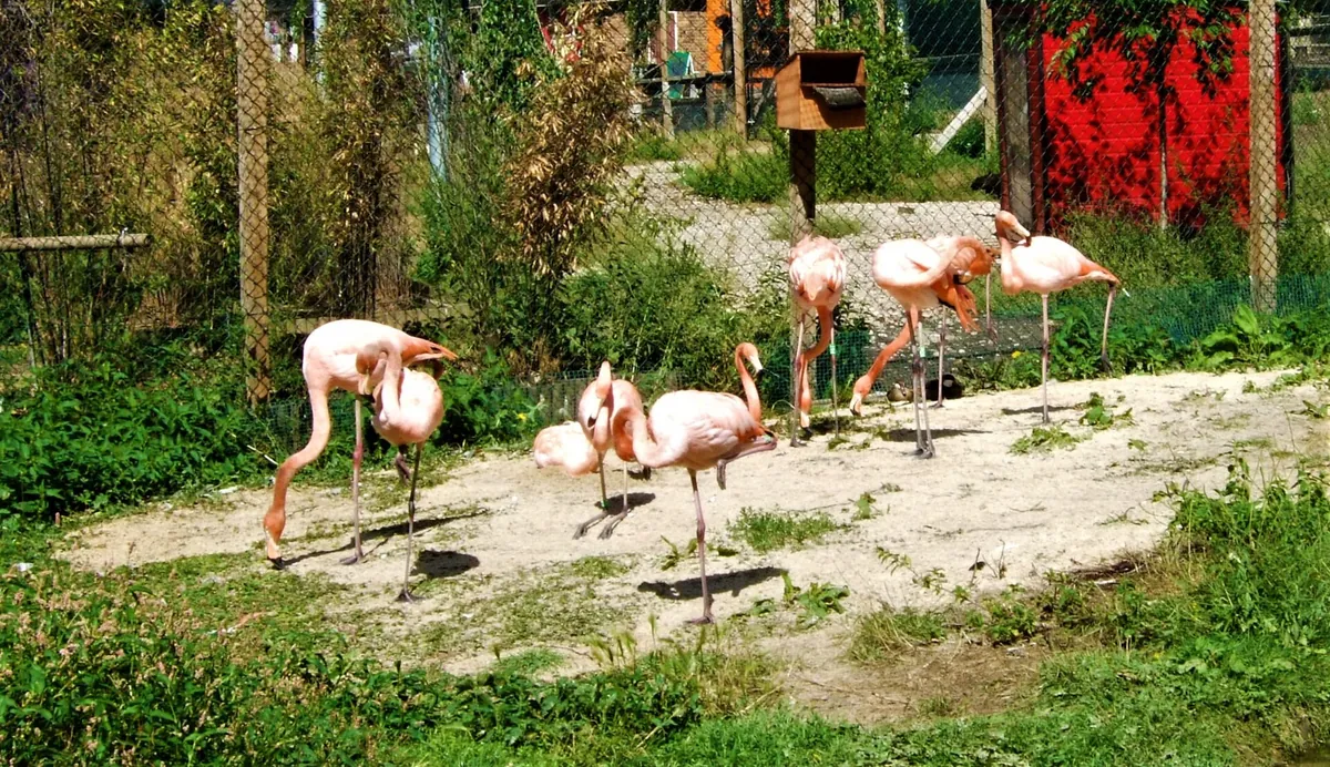 Hanwell Zoo