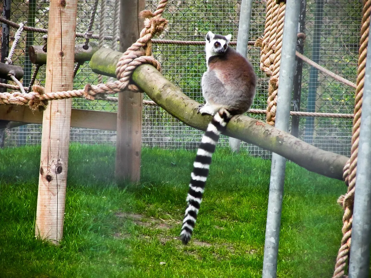 Golders Hill Park Zoo