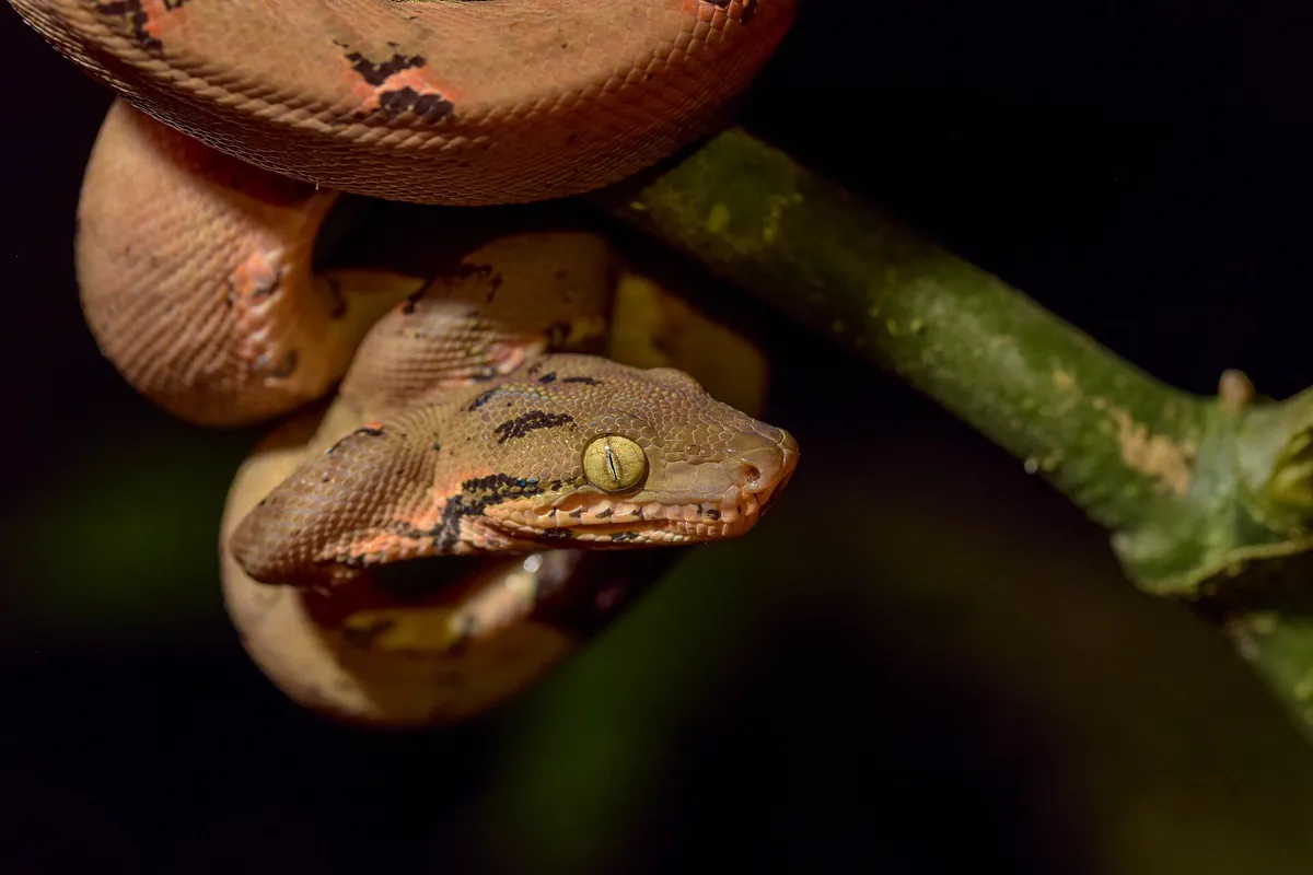 Amazonia