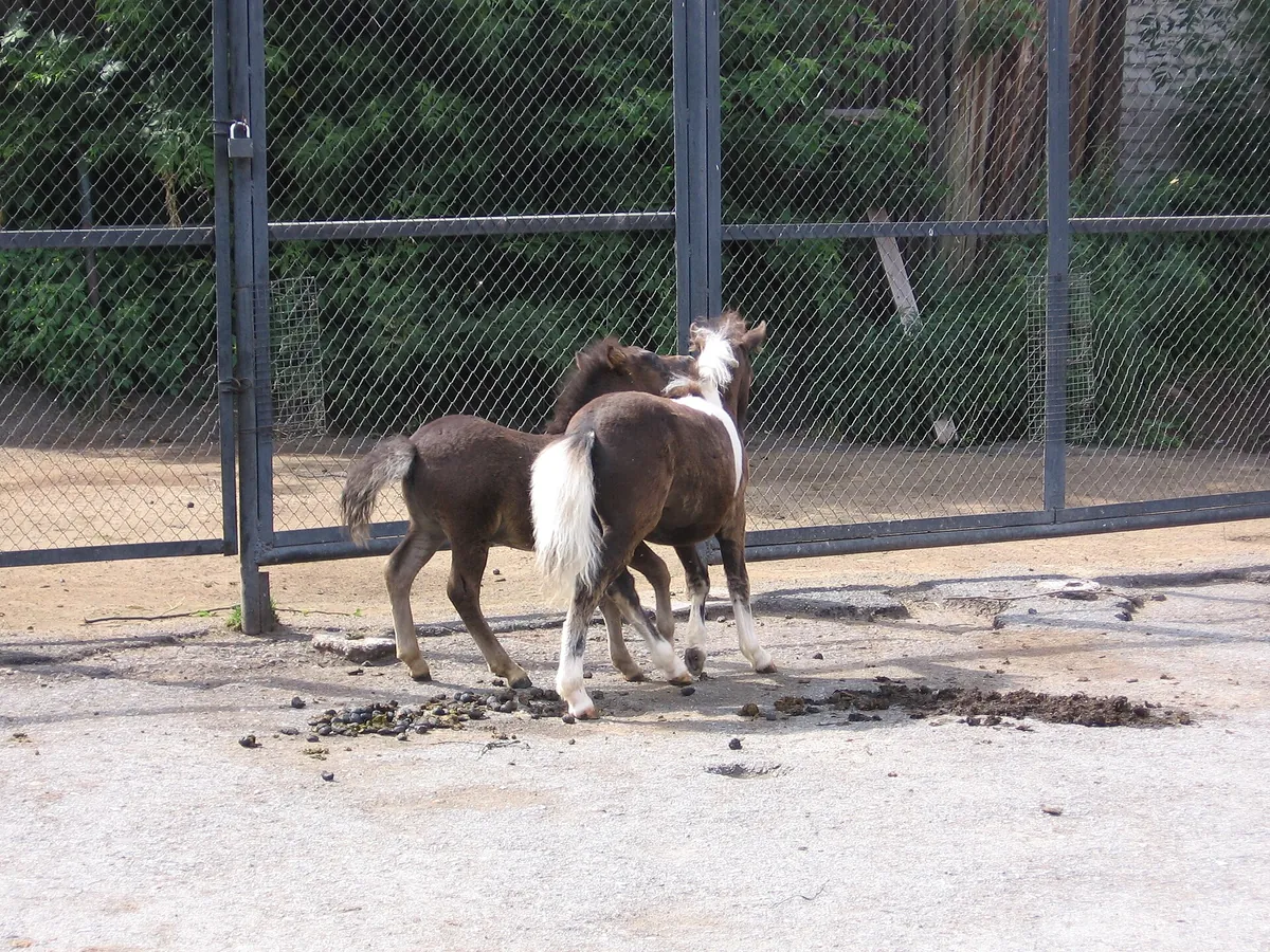 Perm Zoo