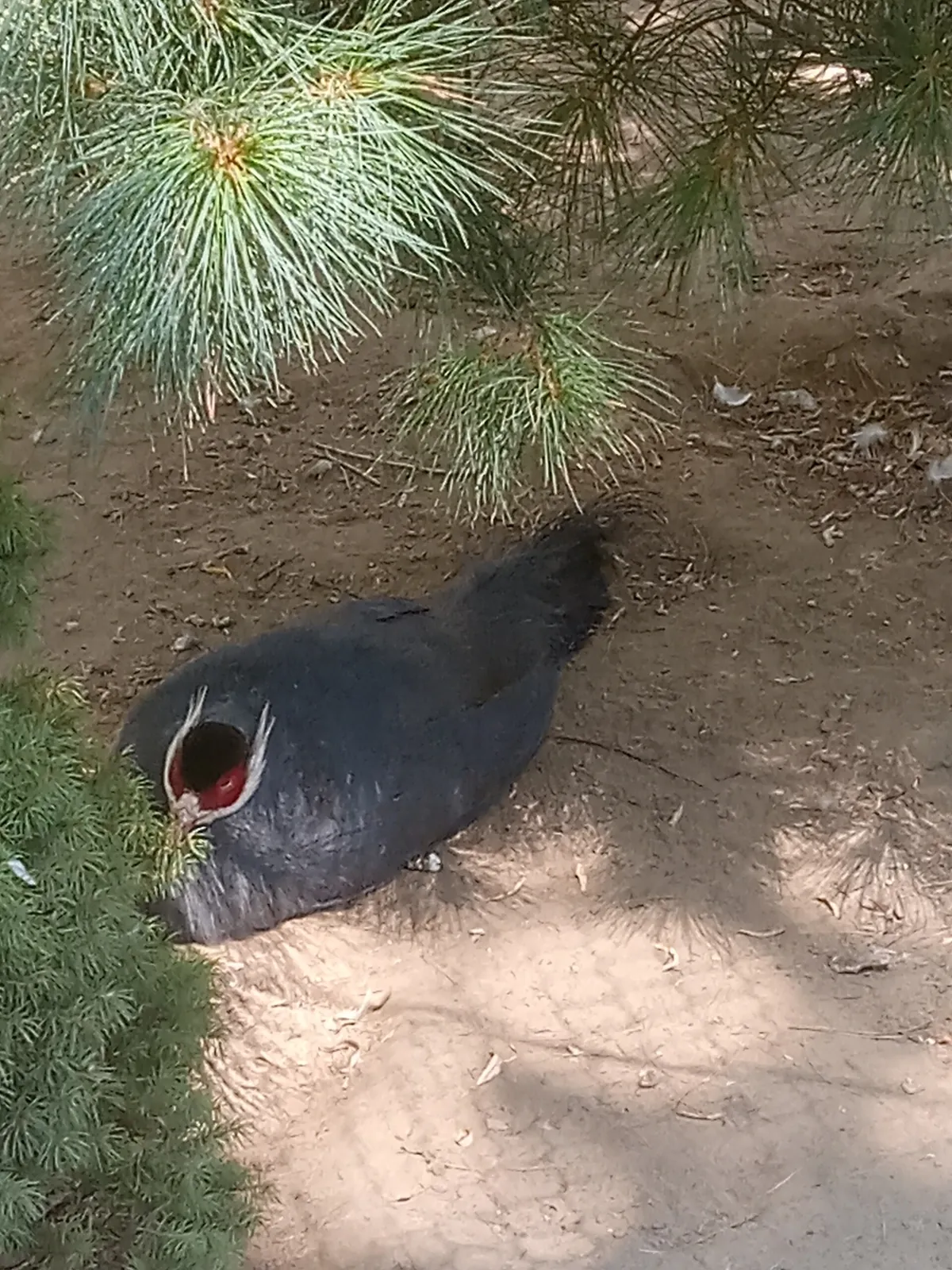 York's Wild Kingdom