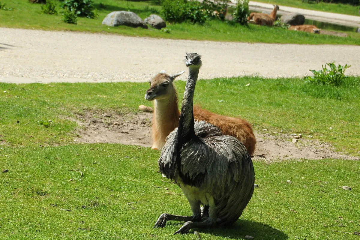 Givskud Zoo