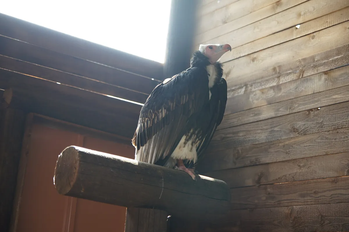 Pombia Safari Park