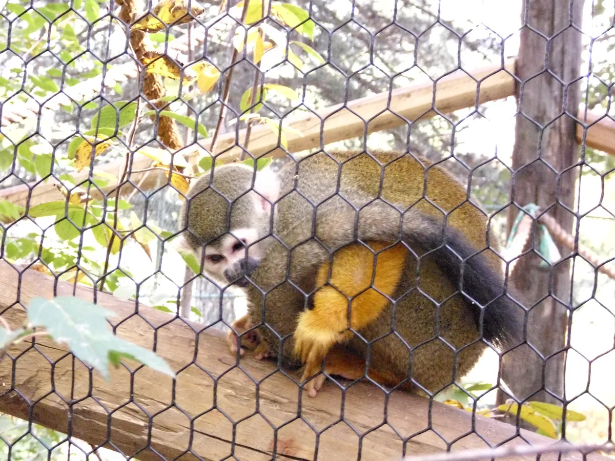 Lincoln Children's Zoo