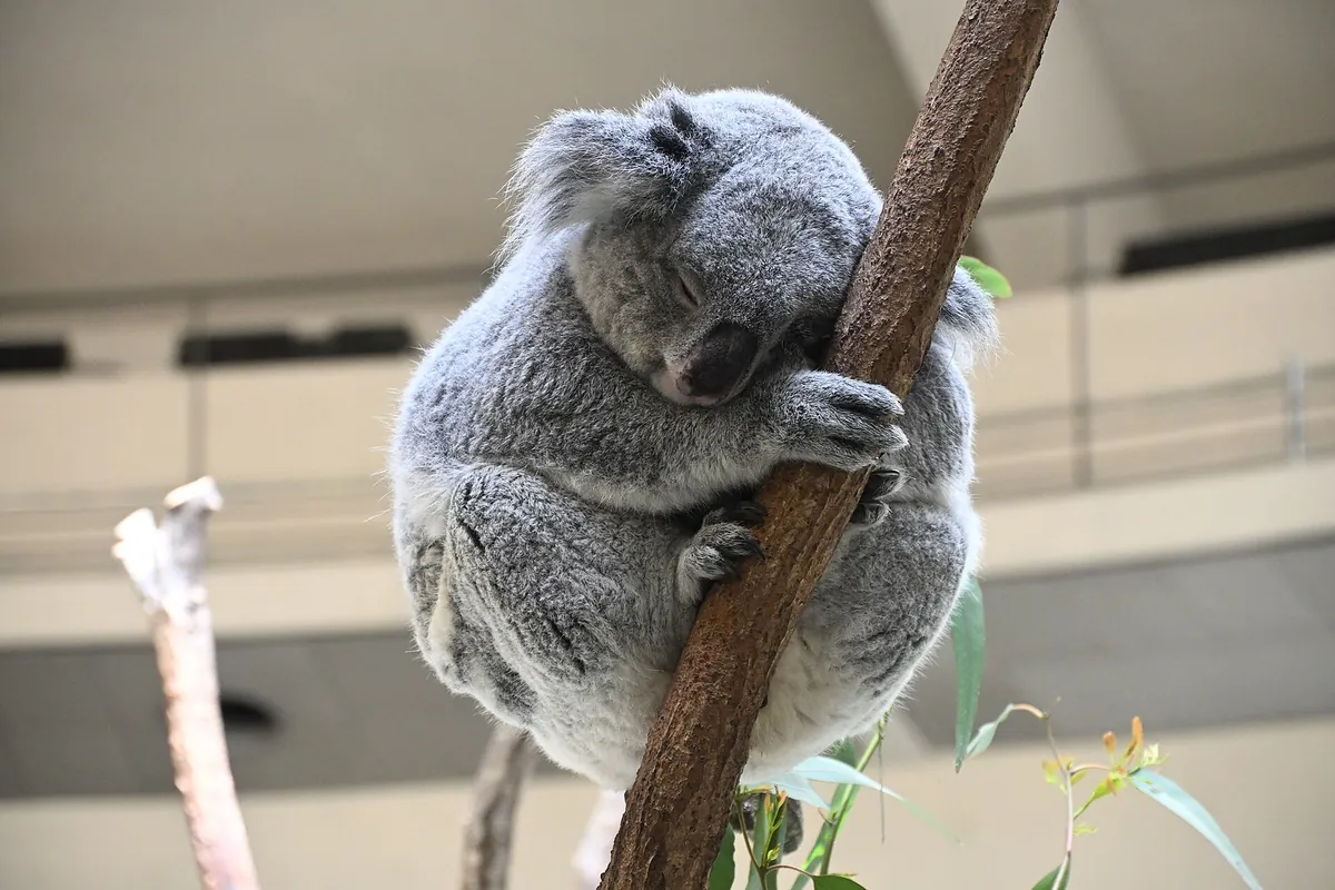 Tama Zoo