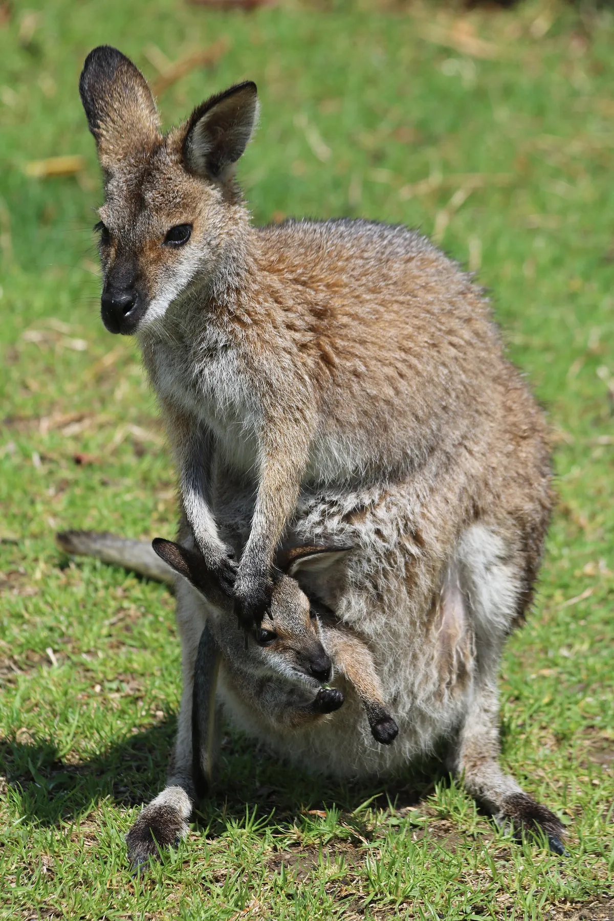 Symbio Wildlife Park
