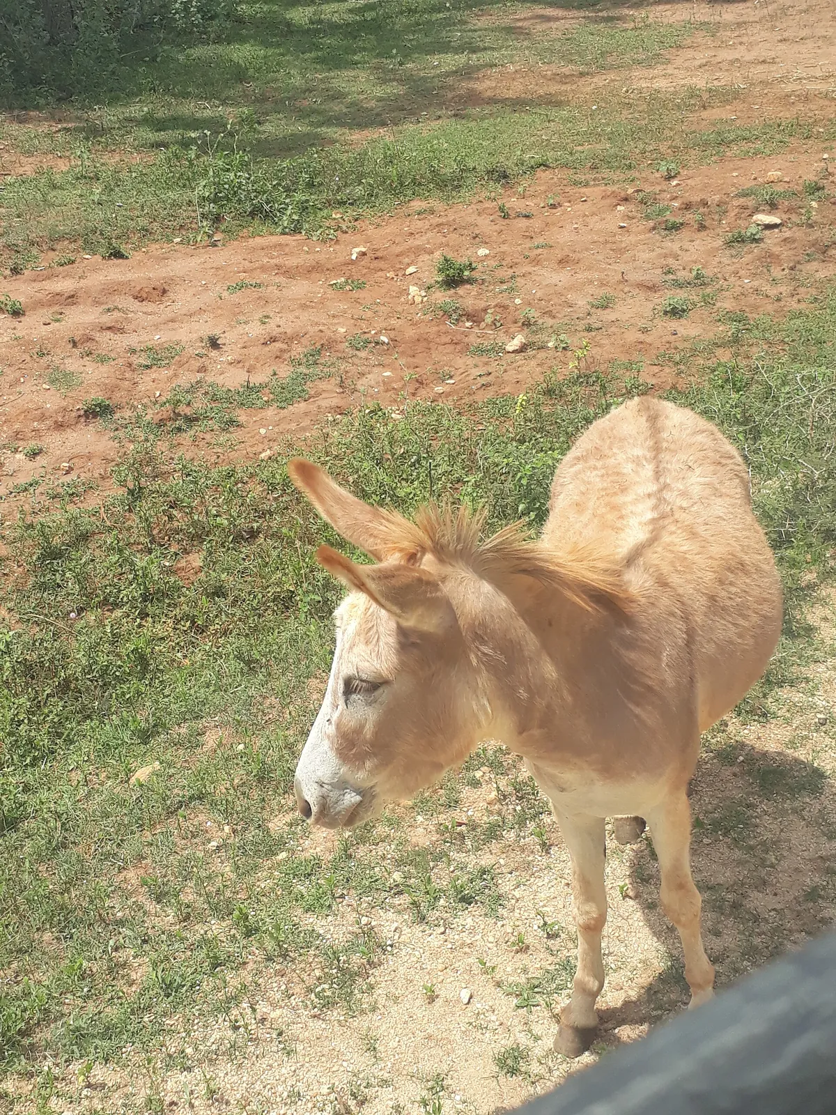 Ridiyagama Safari Park
