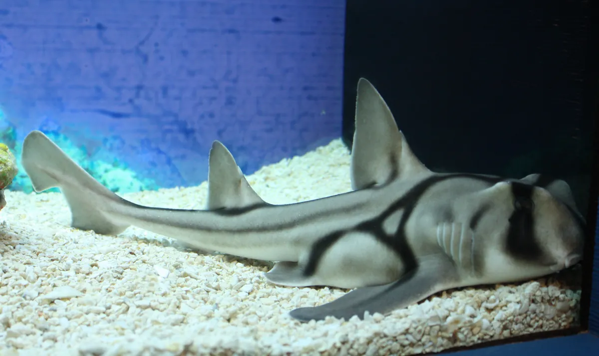 Shanghai Ocean Aquarium