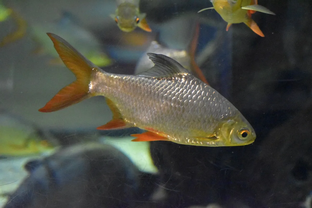 Greater Cleveland Aquarium