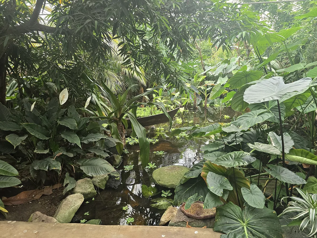 The Living Rainforest