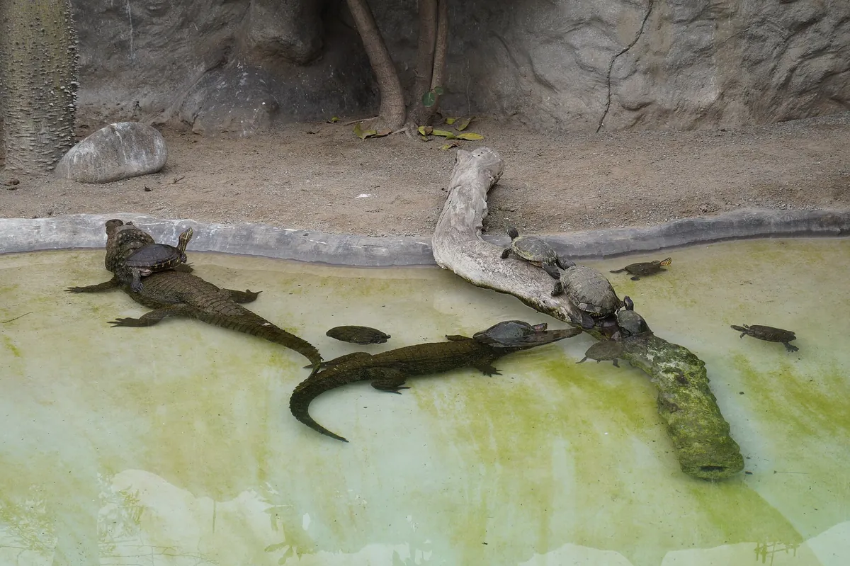 Huachipa Zoo Park