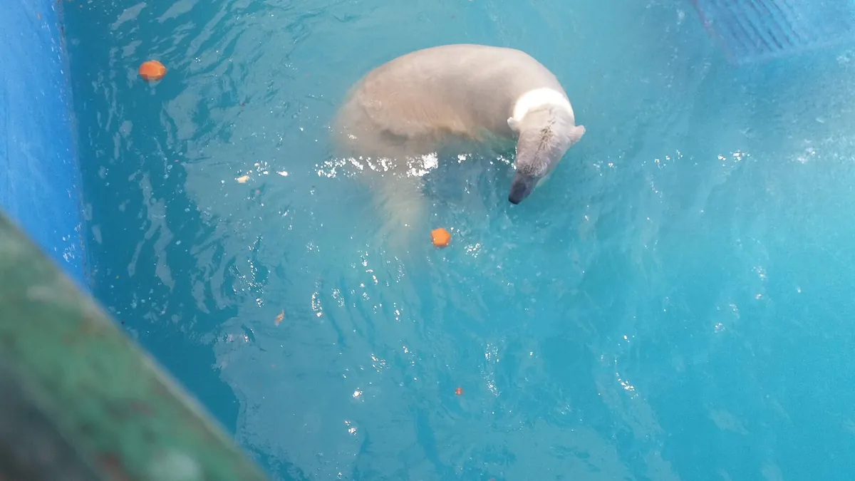 Zoosafari Fasanolandia