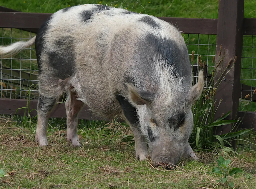 Sewerby Zoo