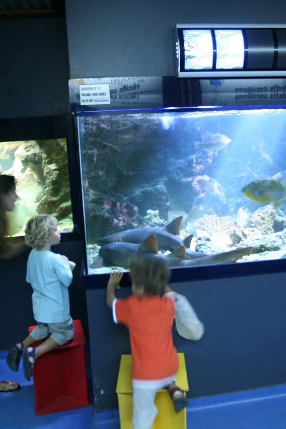 Aquarium de Guadeloupe