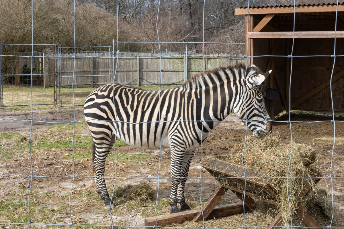 Long Island Game Farm