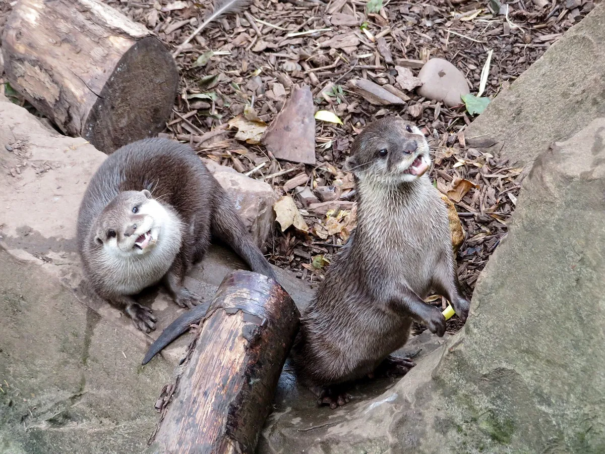 Tropiquaria
