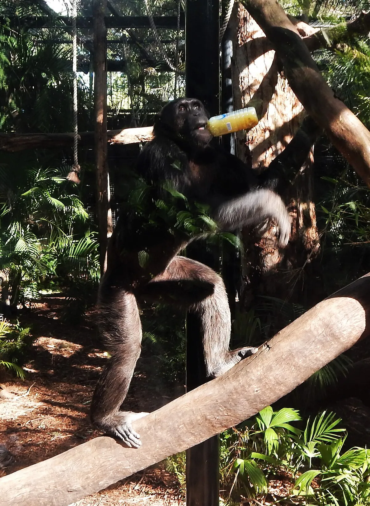 Rockhampton Zoo
