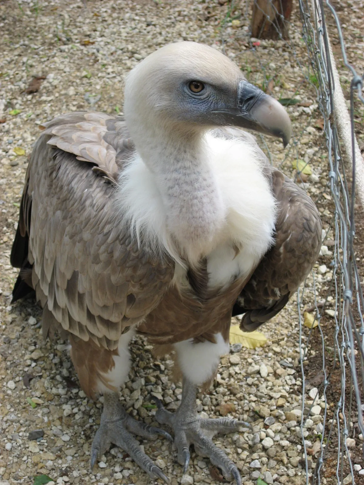 Zoodyssée