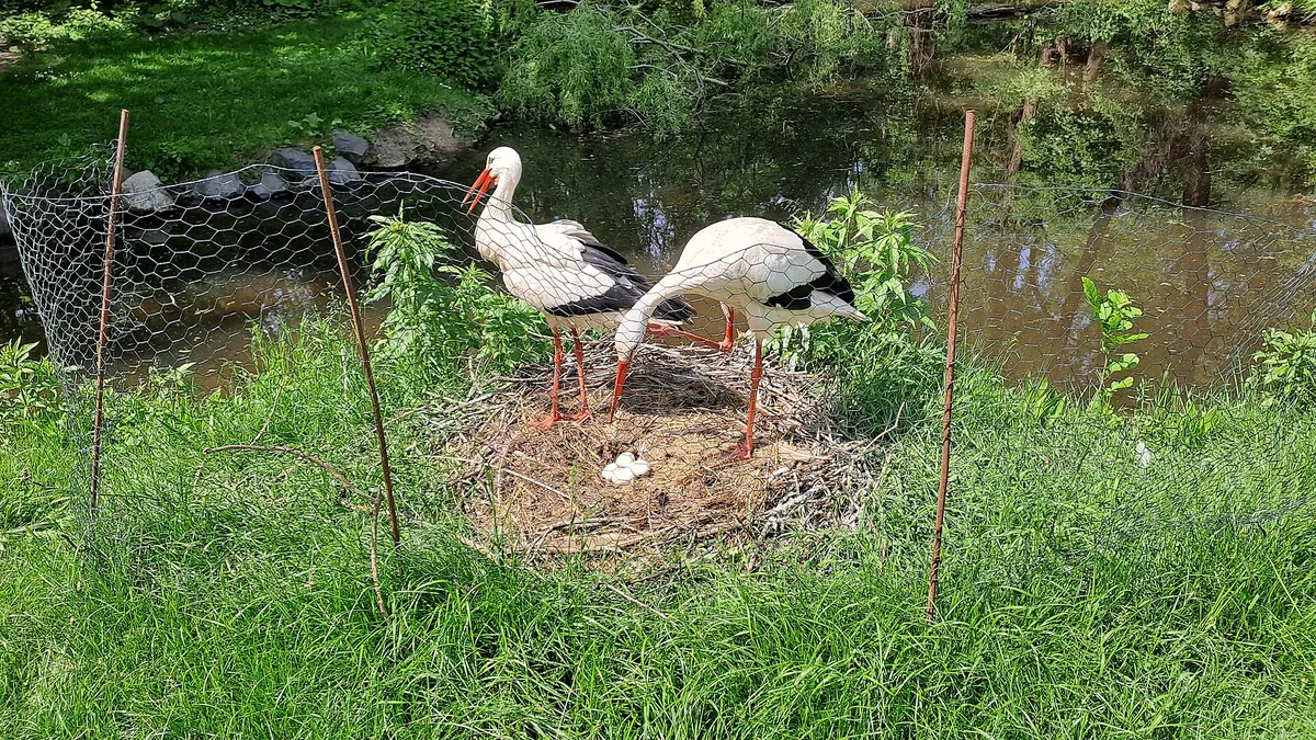 Steppentierpark Pamhagen