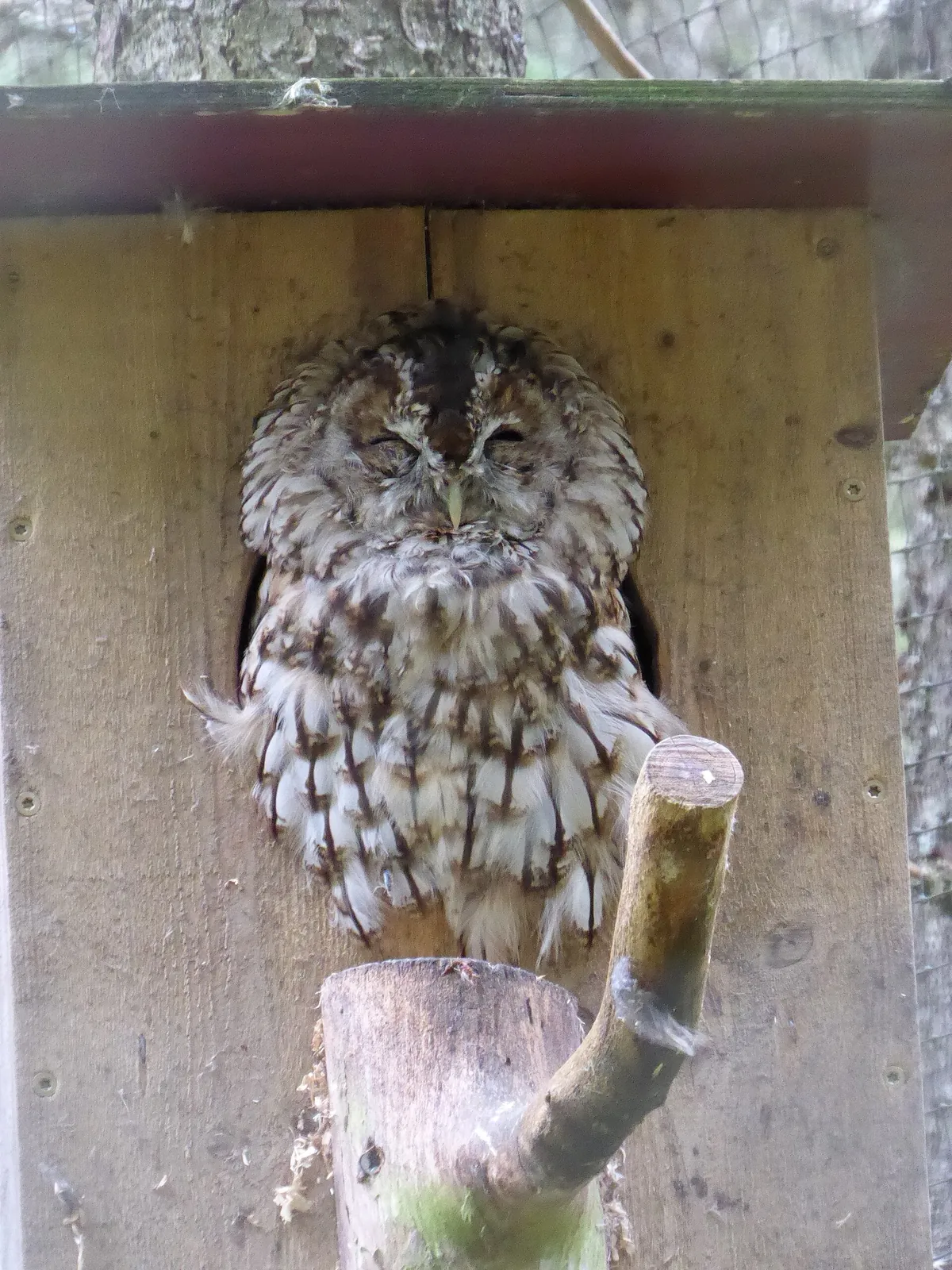 Järvzoo