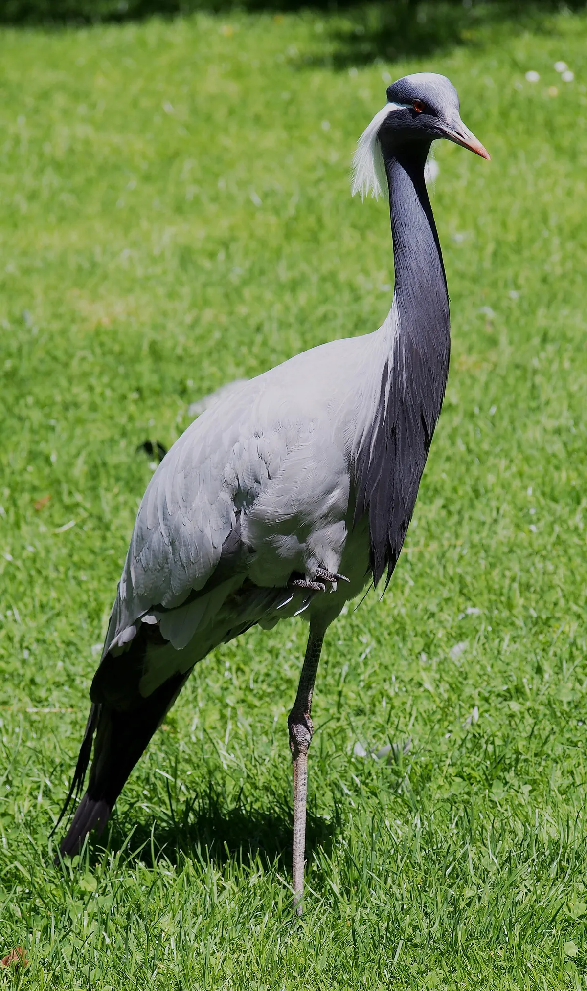Parc zoologique de Champrepus